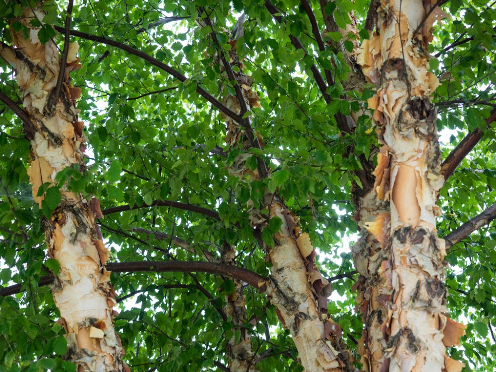 river_birch